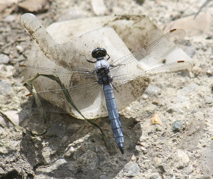 Identificazione  - Orthetrum bruneum (maschio)